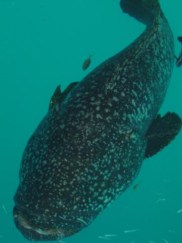 image Pez cerca de Whitsundays, Australia