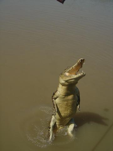 image Cocodrilo erguido, Parque Nacional de Kakadu, Australia