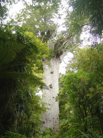 image Agathis australis, Kauri Tree, Nueva Zelanda