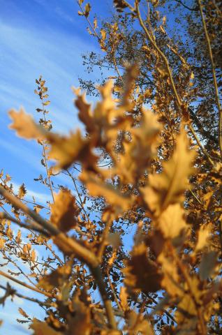 image Ramas de un árbol, Sacramenia, Segovia