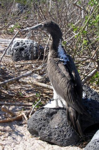 image Polluelo de piquero patas azules, Ecuador