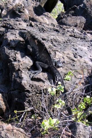 image Iguana Marina, Ecuador