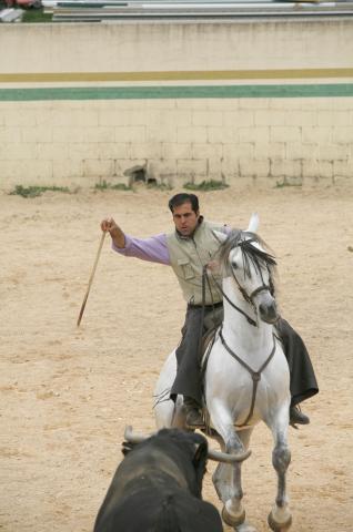 image Rejoneador en la plaza de toros de una finca durante la faena, Tarancón, Cuenca