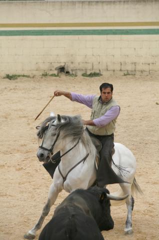 image Rejoneador en la plaza de toros de una finca durante la faena, Tarancón, Cuenca