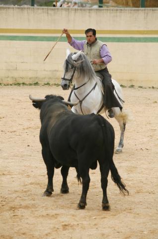 image Rejoneador en la plaza de toros de una finca durante la faena, Tarancón, Cuenca