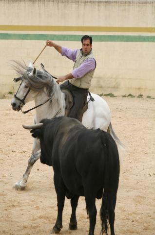 image Rejoneador en la plaza de toros de una finca durante la faena, Tarancón, Cuenca