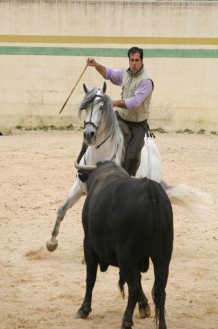 image Rejoneador en la plaza de toros de una finca durante la faena, Tarancón, Cuenca