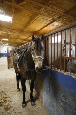 image Caballos de rejoneo en una cuadra