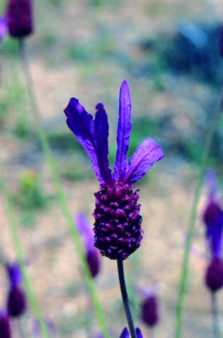 image Flor de Lavanda, Cantueso o Tomillo borriquero (Lavandula stoechas)
