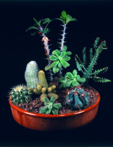 image Conjunto de cáctus y crasas