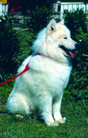 image Samoyedo o Bjelkier