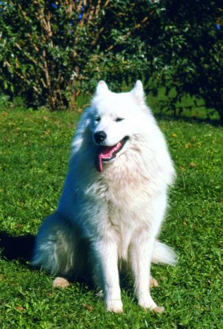 image Samoyedo o Bjelkier