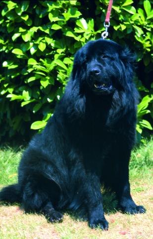 image Terranova negro