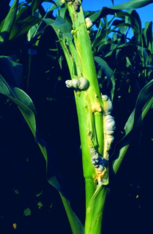 image Tizón del maíz (Ustilago zeae)