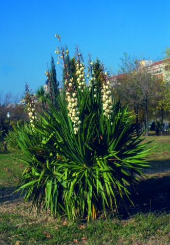 image Yucca o Yuca de Mojave (Yucca schidigera)