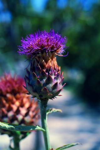 image Flor de alcachofa, alcaucil, alconcil o Cardo de comer (Cynara scolymus)