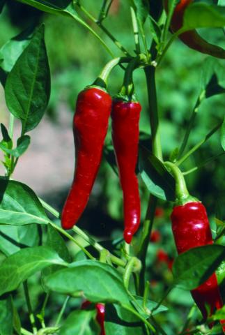 image Guindilla (Capsicum annuum o Capsicum frutescens)