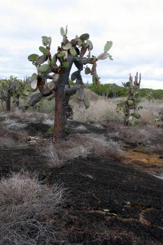 image Opuntia en campo de lava en la Isla Isabela, Ecuador