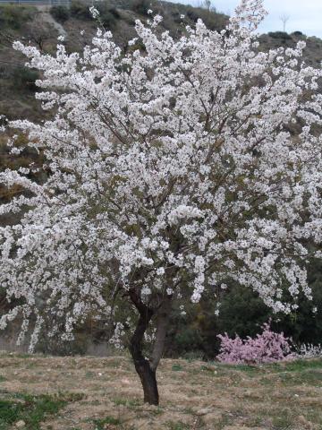 image Almendro en flor cerca de Lanjarón, Granada 