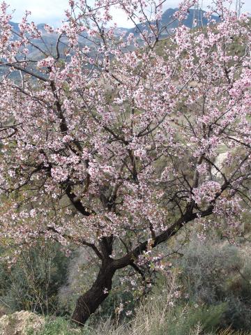image Almendro en flor cerca de Lanjarón, Granada 