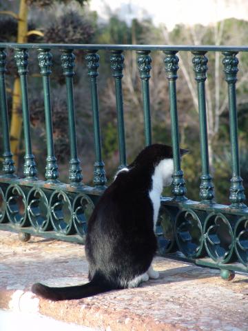 image Gato asomado al Balcón de Europa en Nerja, Málaga 