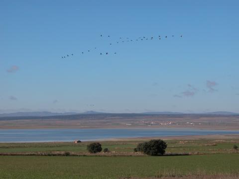image Migración de grullas (Grus grus) en el Refugio Nacional de caza Laguna de Gallocanta, Zaragoza 