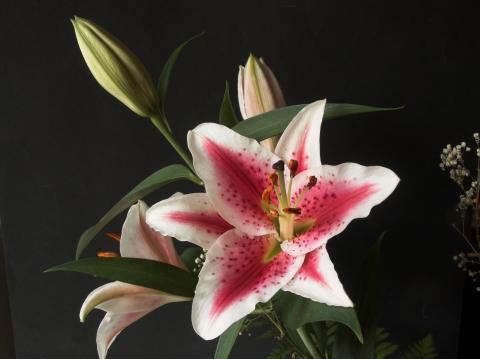 image Lirio oriental o lirio soberbio (Lilium speciosum) 