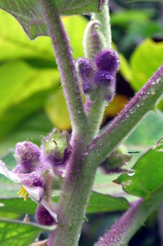 image Brotes del fruto de la naranjilla, Solanum quitoense, Ecuador
