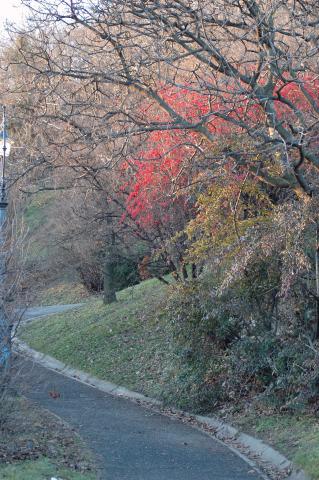 image Vista otoñal del parque de St. Gellért, Budapest; Hungría
