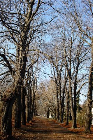 image Camino del Cementerio de Kerepesi, Budapest, Hungría