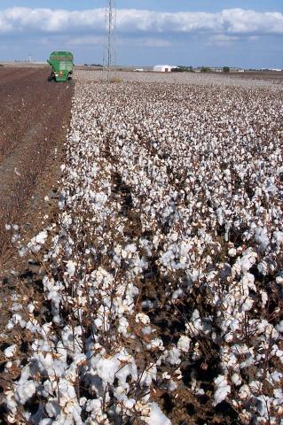 image Cosechando el algodón