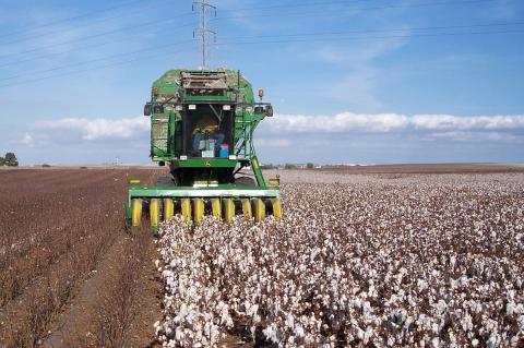image Cosechando el algodón