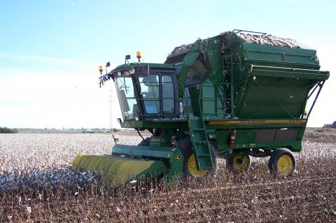 image Cosechando el algodón