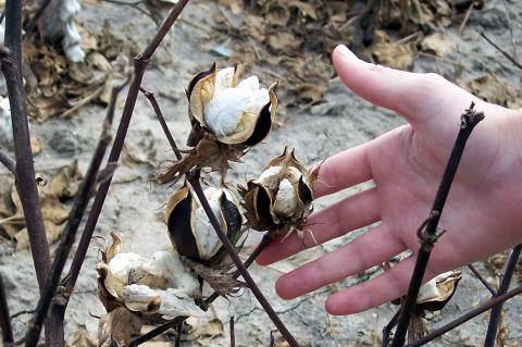 image Mano sujetando una planta de algodón