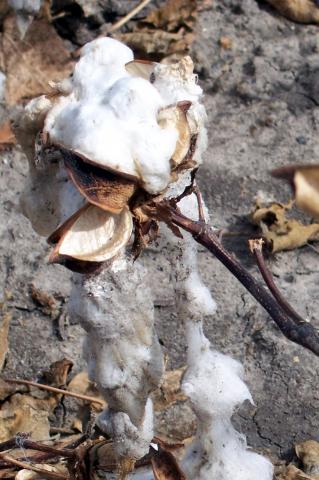 image Detalle planta de algodón