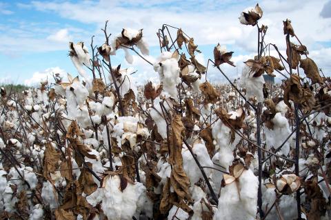 image Detalle planta de algodón