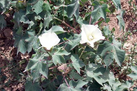 image Detalle planta de algodón en flor
