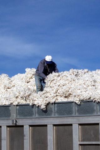 image Hombre sobre un remolque de algodón