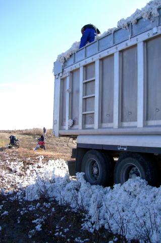image Hombre sobre un remolque de algodón