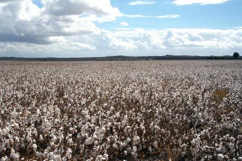 image Plantación de algodón