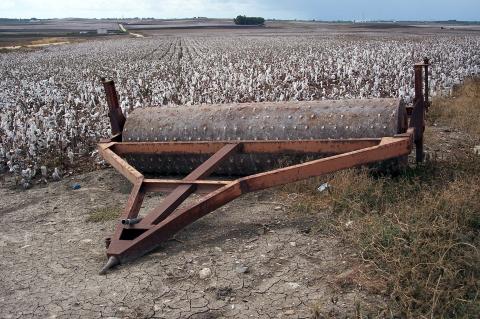 image Plantación de algodón