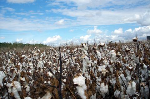 image Plantación de algodón