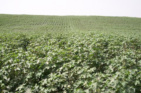 image Campo de algodón
