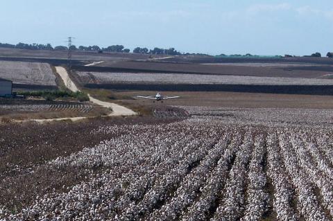 image Avioneta aterrizando en una plantación de algodón