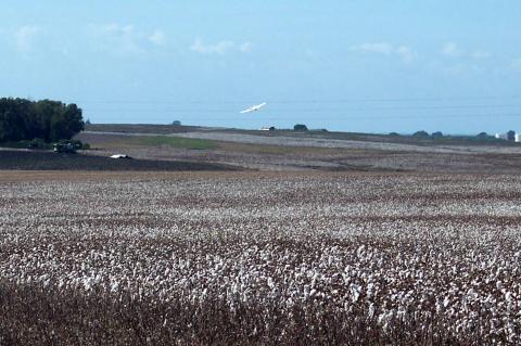 image Avioneta aterrizando en una plantación de algodón