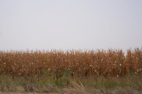 image Plantación de maíz