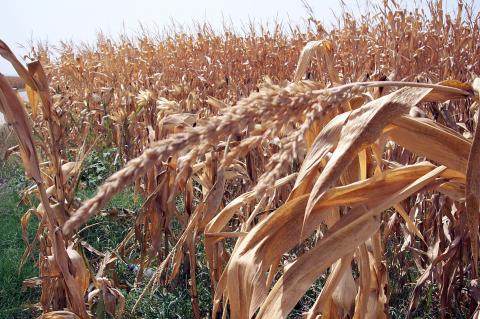 image Plantación de maíz