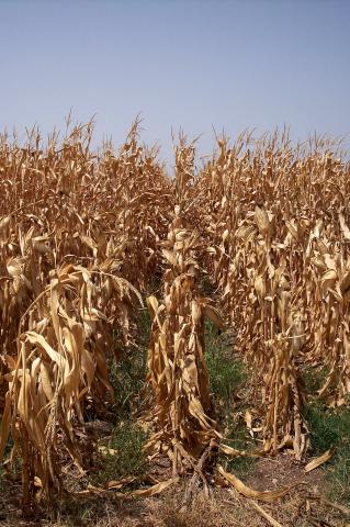 image Plantación de maíz