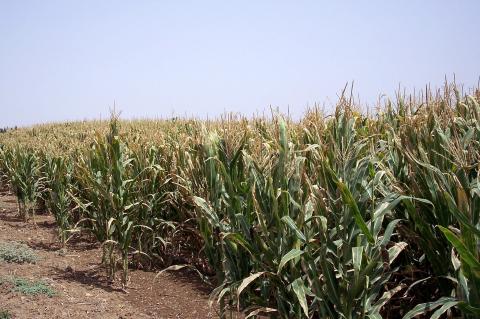 image Plantación de maíz