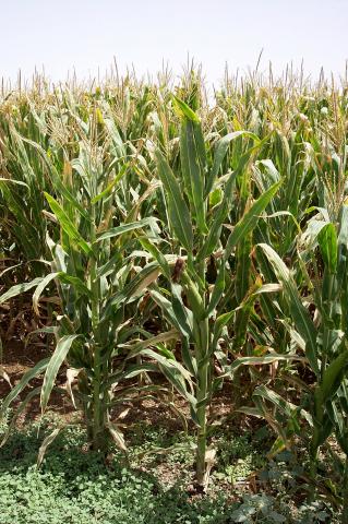 image Plantación de maíz